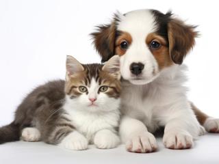 Popular Pet Store for Sale｜Located in a Major Shopping Centre in Sydney’s Northwest
