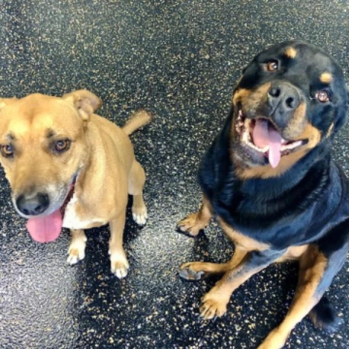 Tough Floors Epoxy Flooring 676517 3