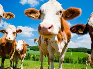 Looking to buy a Livestock Business?