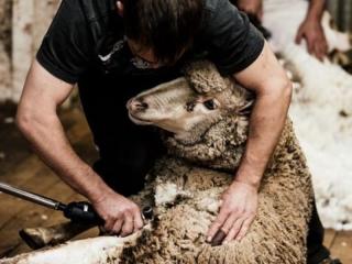 Engineering Hydraulics Supplier to Wool Industry (GLJ2204)