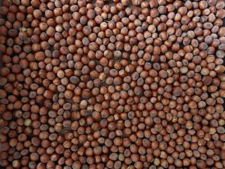 Sustainable Hazelnut & Agritourism Business Opportunity