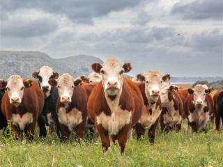 Australia's Progressive & Innovative Meat Exporters - 5875