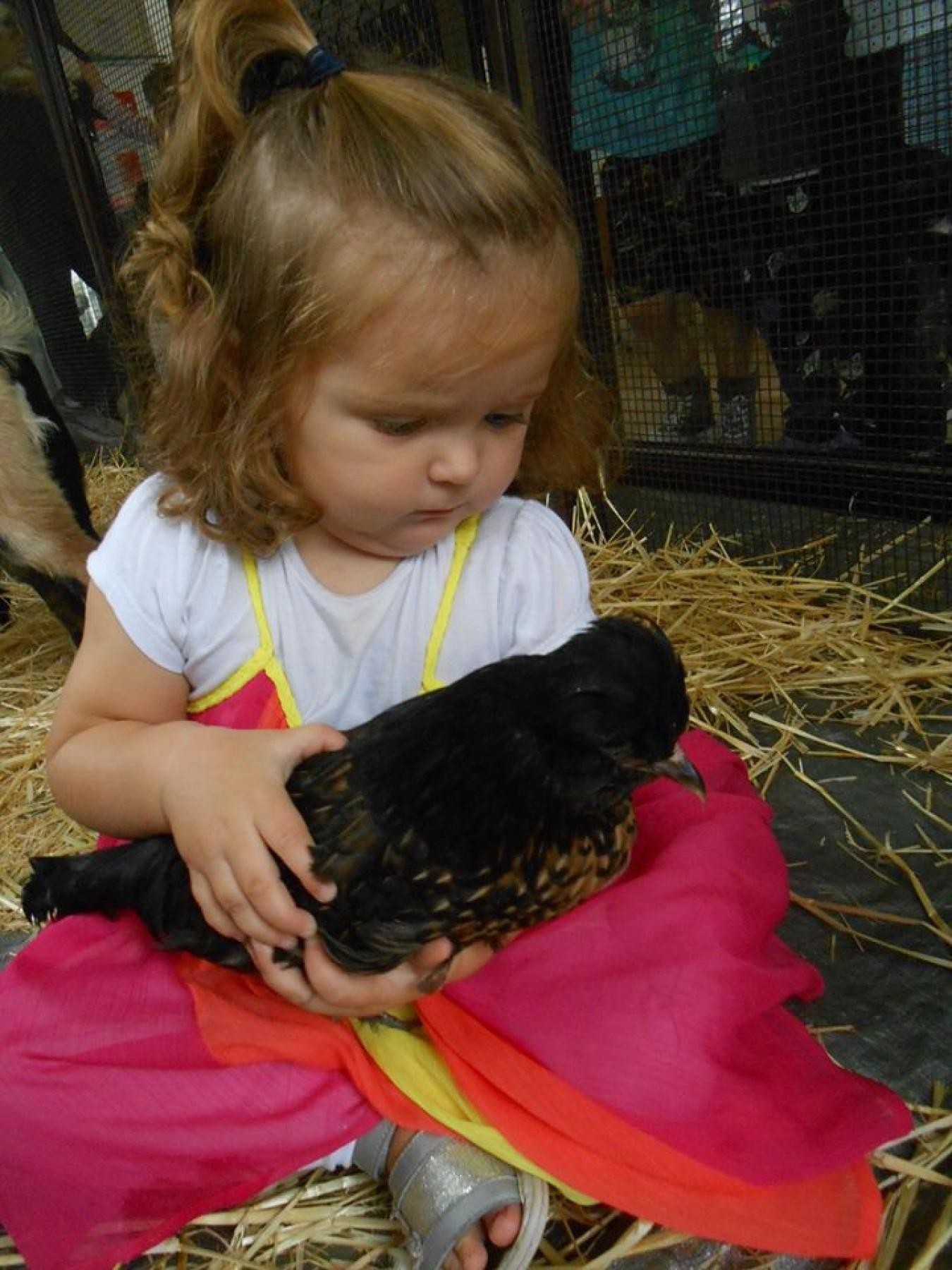 Old Macdonald's Travelling Farms- 532593 1