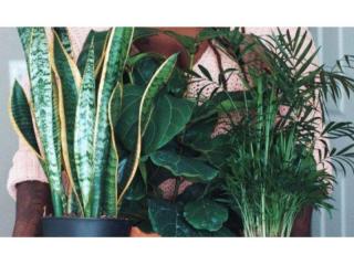 SOLD - Interior Plant Hire Business