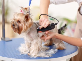 Established Mobile Dog Grooming Business Perth Northern Suburbs