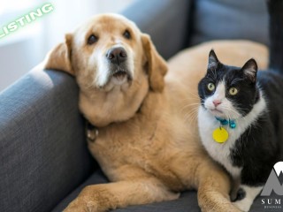 All Animal Minding Service – Prime Business Opportunity in Canberra!