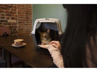 Sydney Boutique Cat Cafe for Sale | Estimated Payback in 1 Year