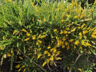 Well Established Garden Maintenance Business For Sale