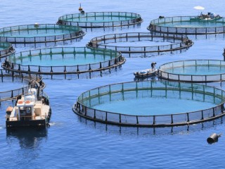 Want to buy a Fish Farm?