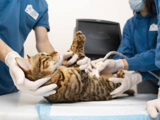 Thriving Mixed Animal Veterinary Practice - Established, Growing, and Community-Focused