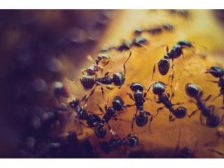 Pest Control Business - Launceston TAS