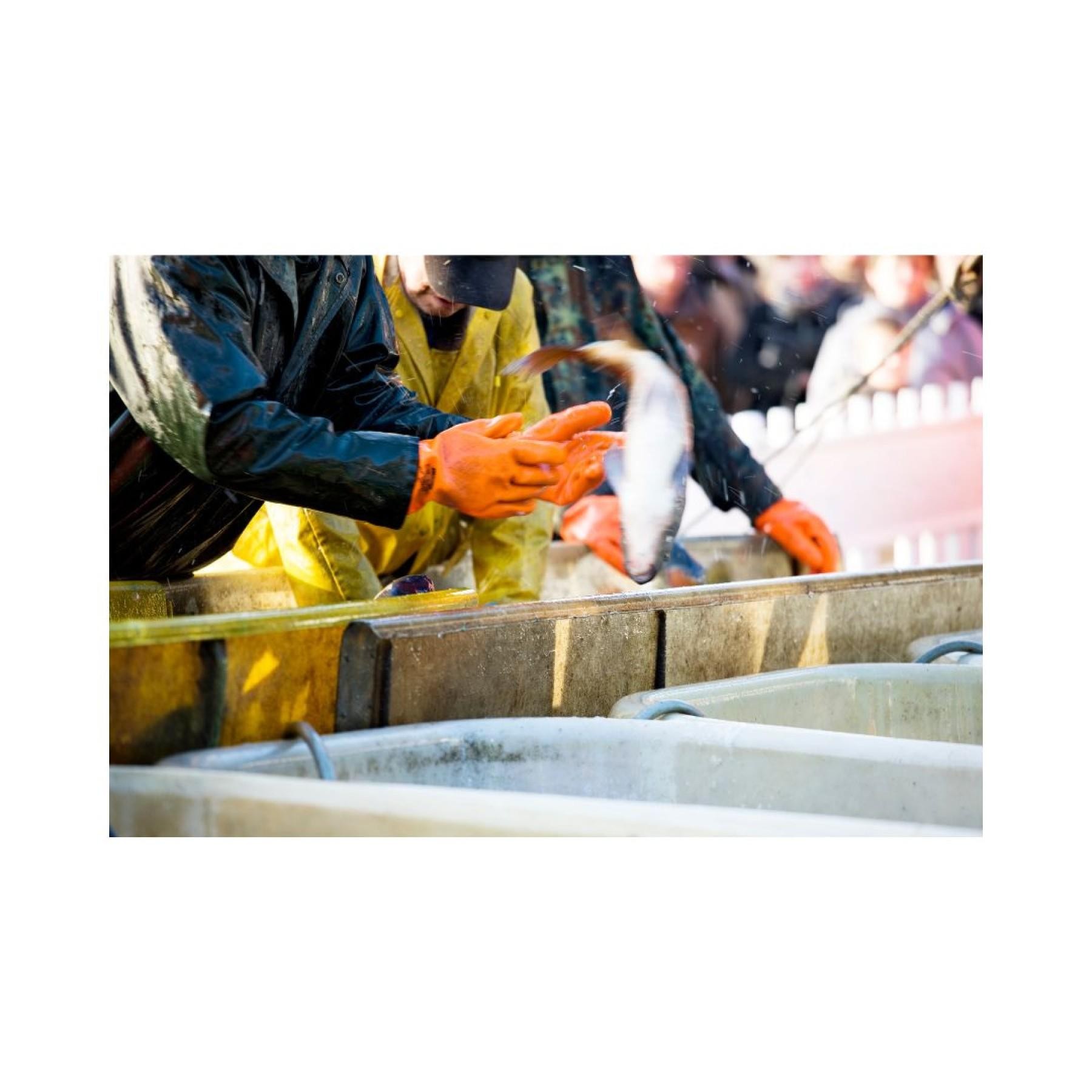 Seafood Group- Offering Australia 653633 3