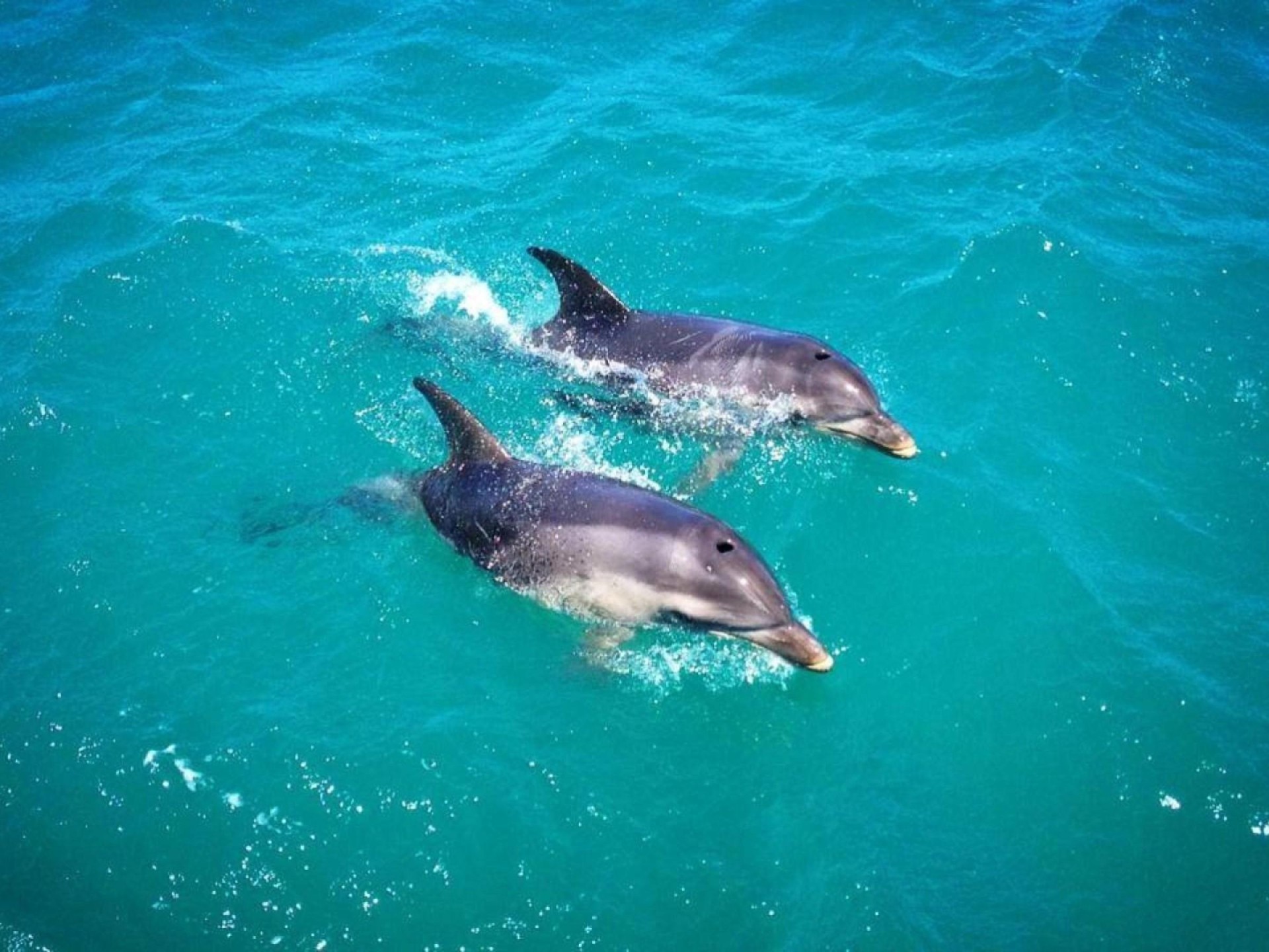 Boat Cruise Business For 671633 3