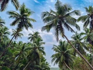 Exotic Wholesale Nursery  Sunshine Coast