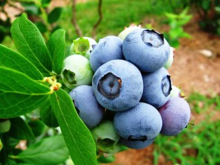 Mid North Coast Blueberry Farm for Sale - Leasehold Business