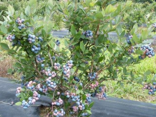 BLUEBERRY & SMALL CROP FARMING OPPORTUNITY
