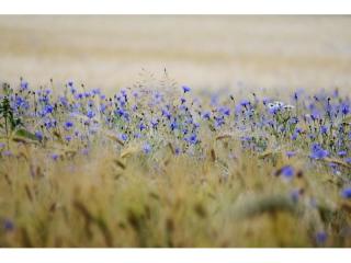 Biosecurity Risk Mitigation Service Provider in an Essential Agricultural Sector (GLJ2519)