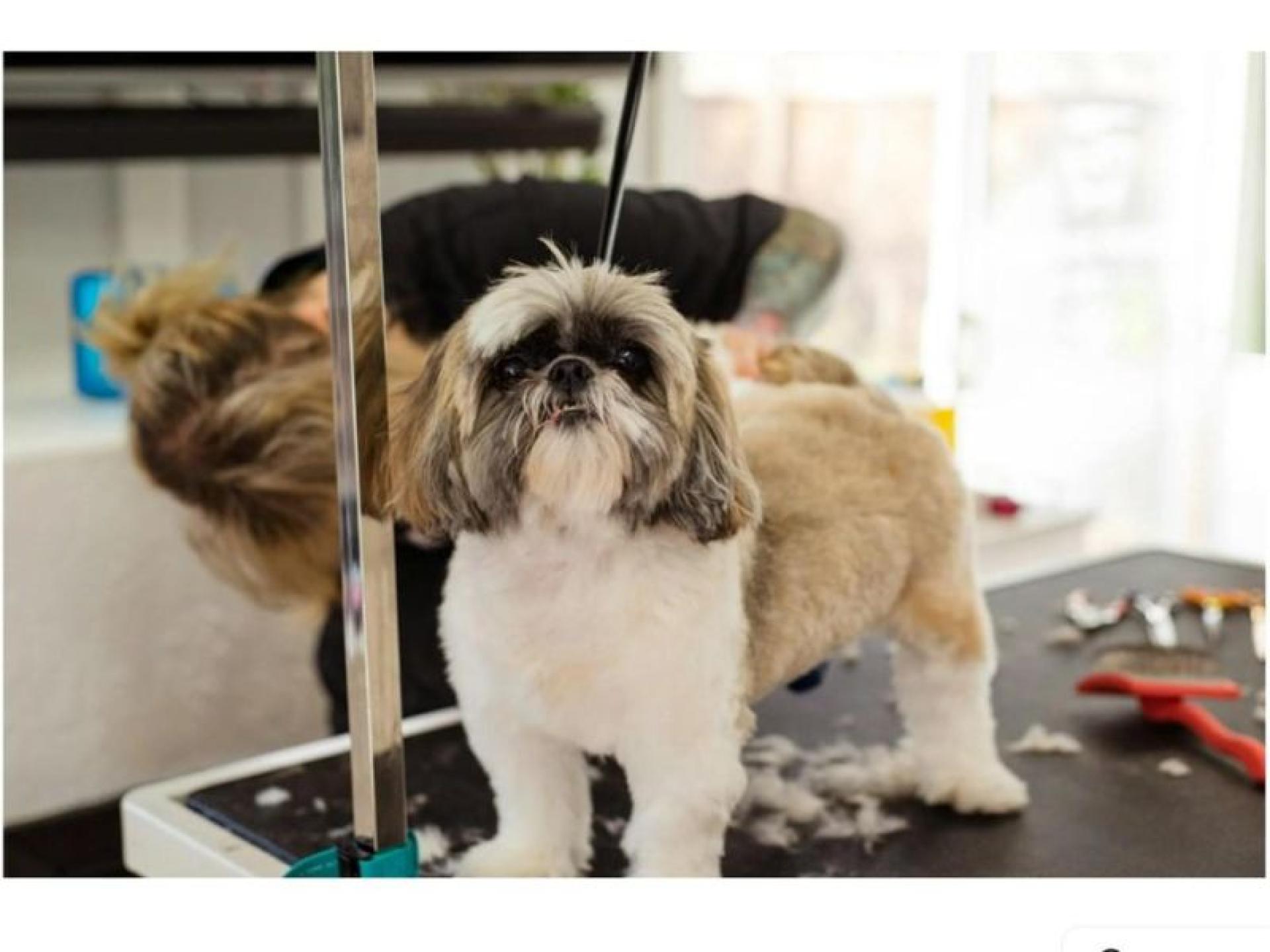 Premium Mobile Dog Grooming 675954 1