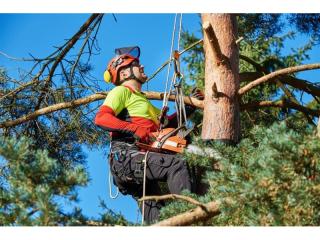 Expand Your Reach with this Proven Arboriculture Operation