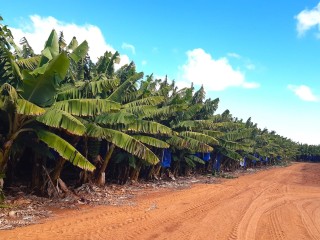 FOOD PRODUCTION: THE RECESSION PROOF JEWEL