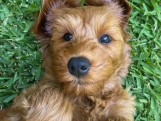 Want to Run a Pet Sitting Business on the Central Coast? We’re Licensing Our Established Brand!