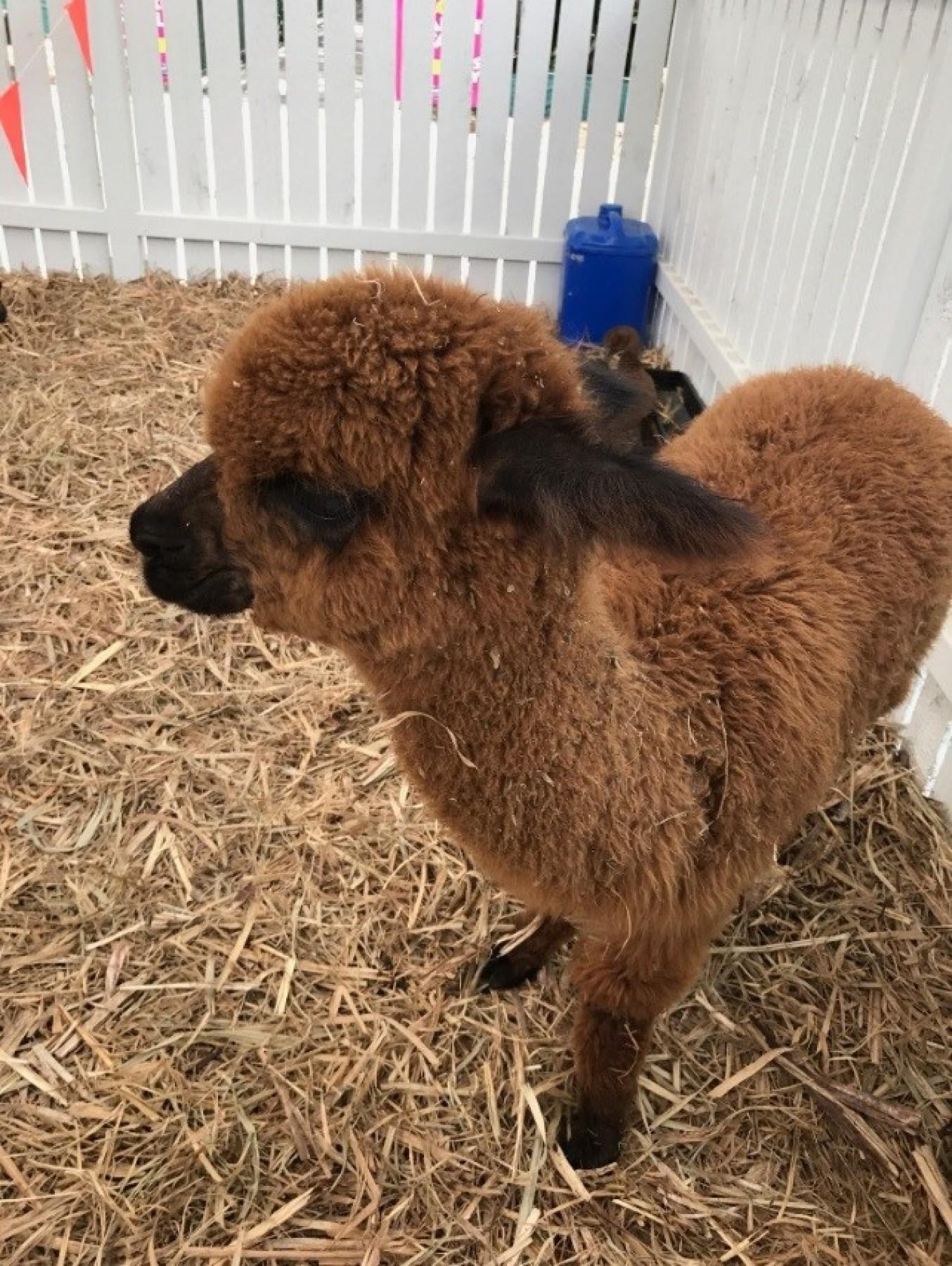 Old Macdonald's Travelling Farms- 532593 2