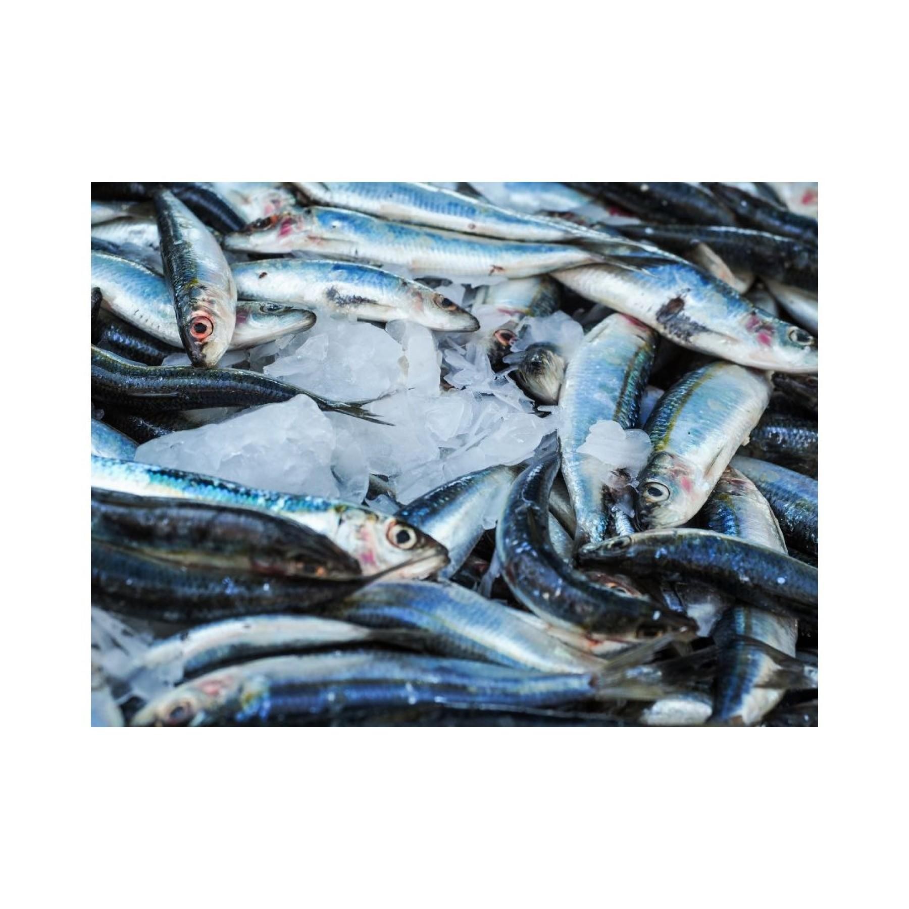 Seafood Group- Offering Australia 653633 1