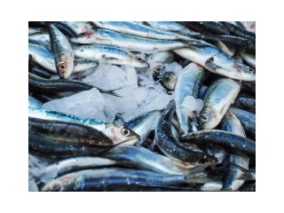 Seafood Group- offering Australia