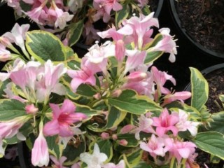 Nursery & Freehold for Sale