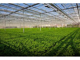 UNDER OFFER! - Excellent Wholesale Production Nursery on NSW Central Coast 