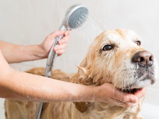 MOBILE DOG WASH BUSINESS